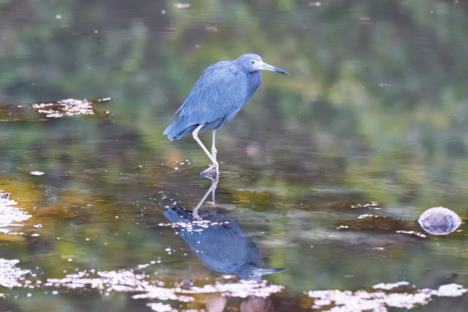 Little Blue Heron, Paraty, Brazil, Brasil