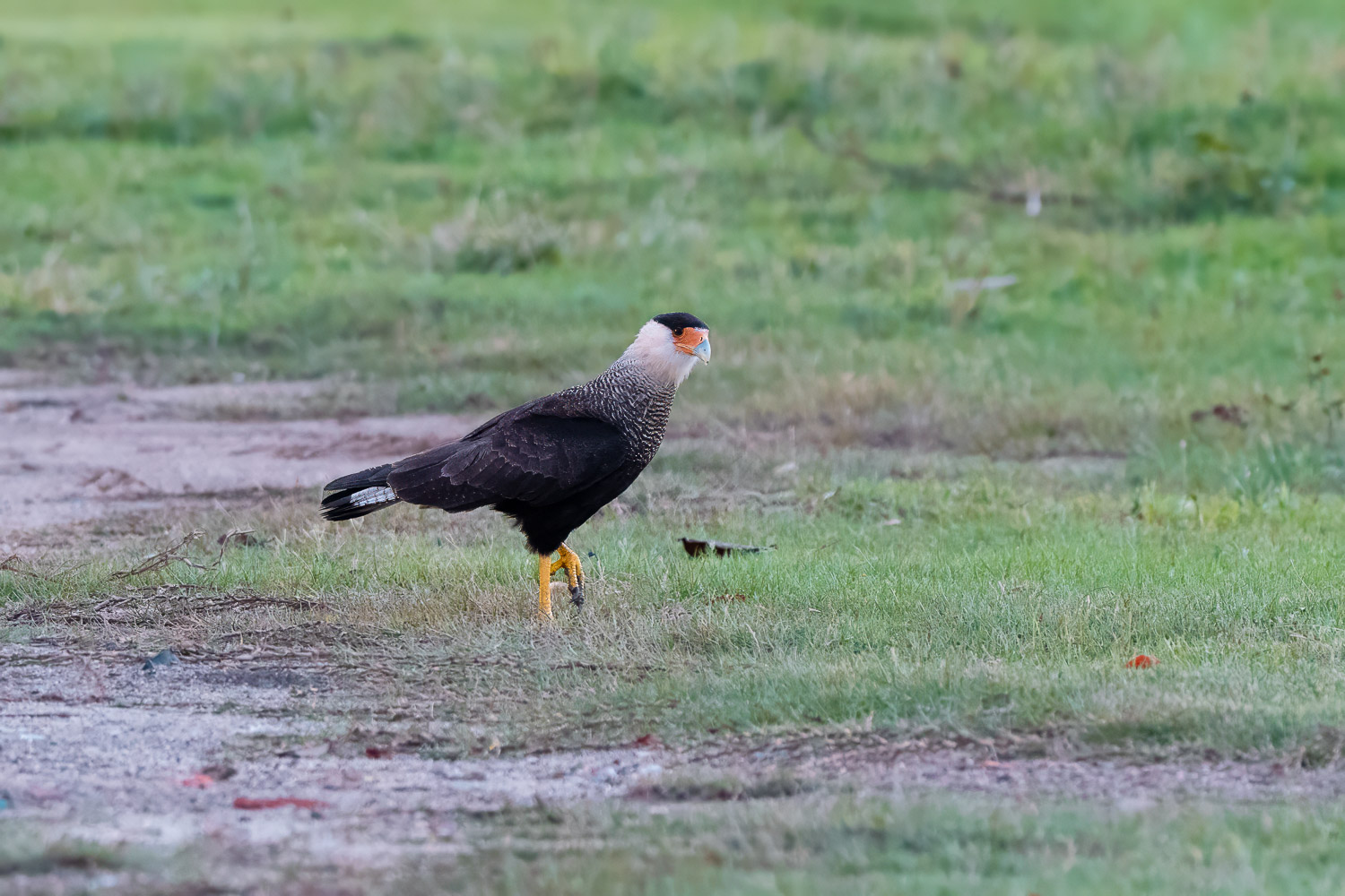 Crested Caracara, Paraty, Brazil, Brasil