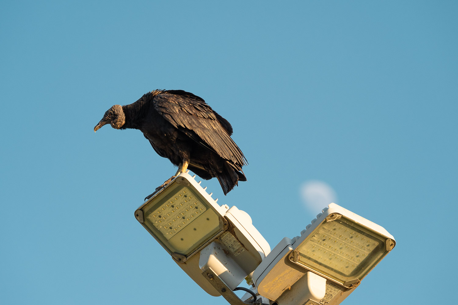 Black Vulture, Paraty, Brazil, Brasil