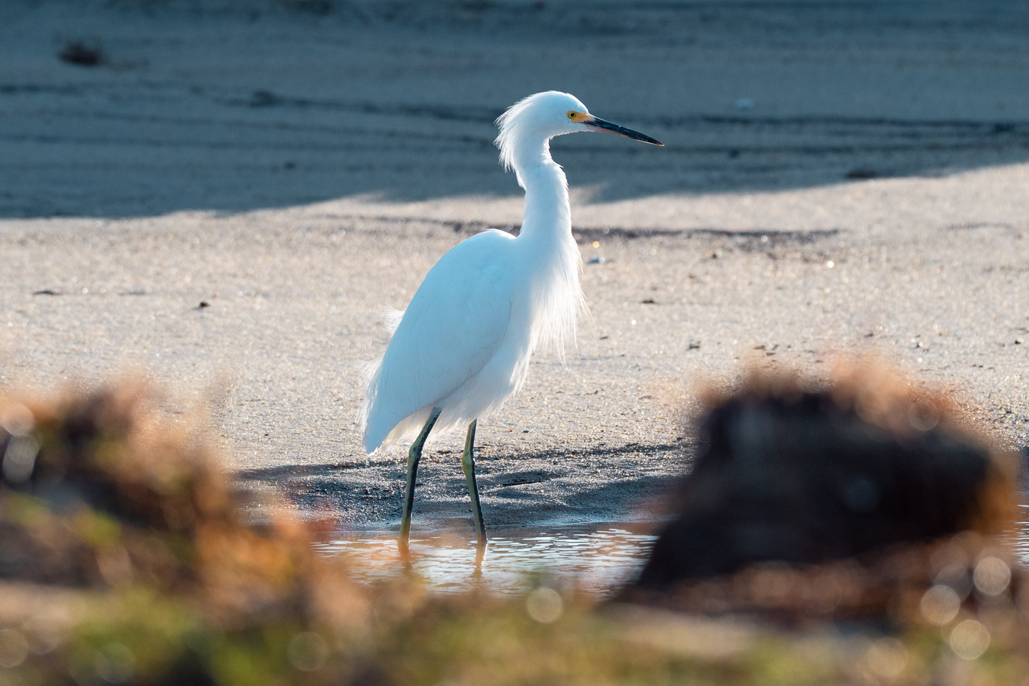 Snowy Egret, Paraty, Brazil, Brasil