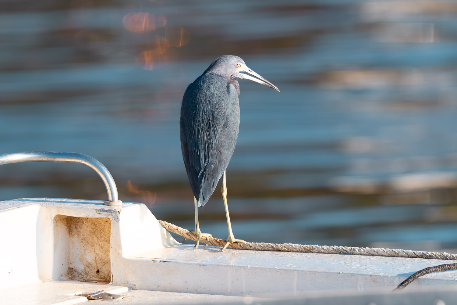 Little Blue Heron, Paraty, Brazil, Brasil