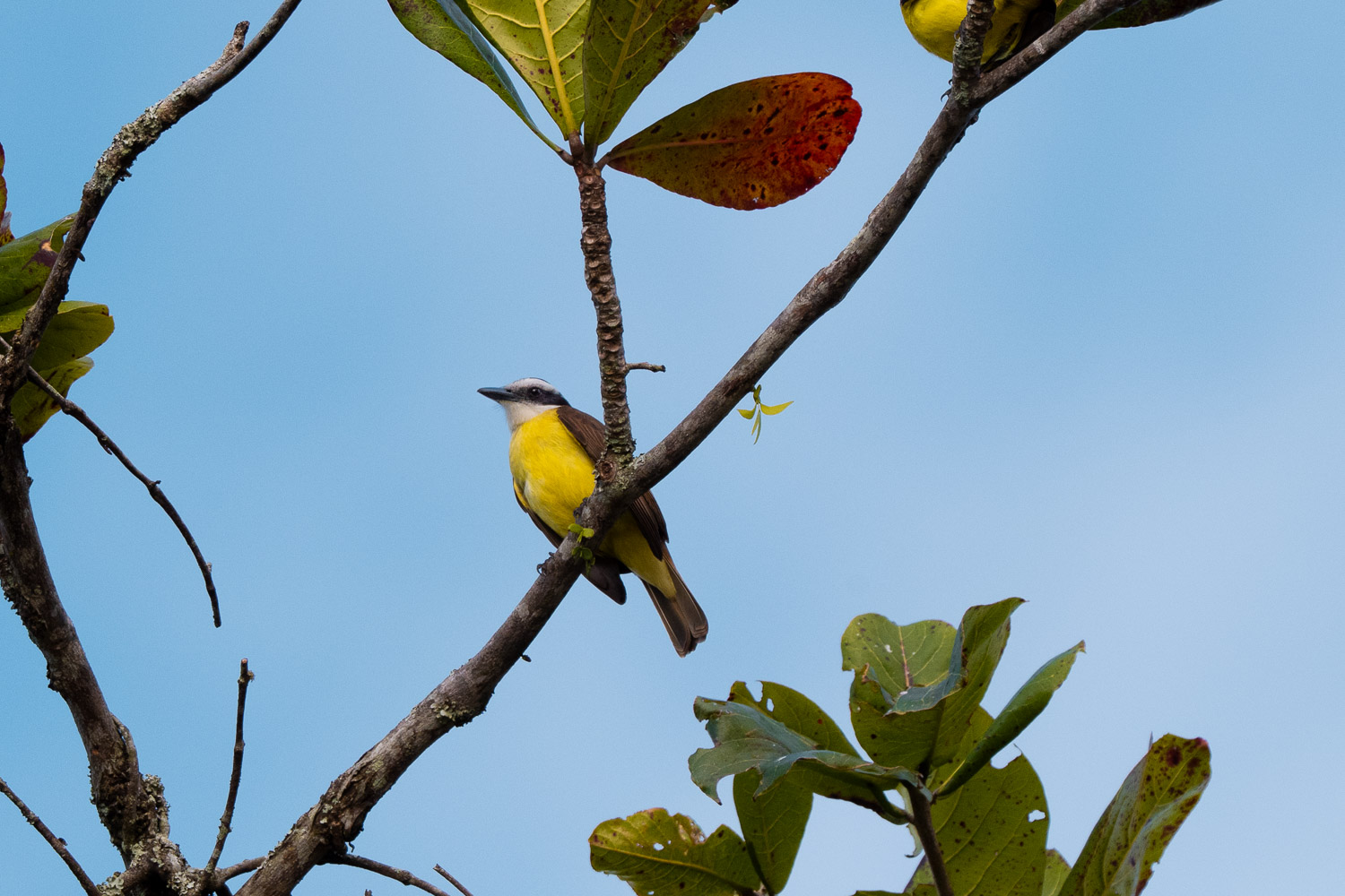 Kiskadee / Flycatcher ?, Paraty, Brazil, Brasil
