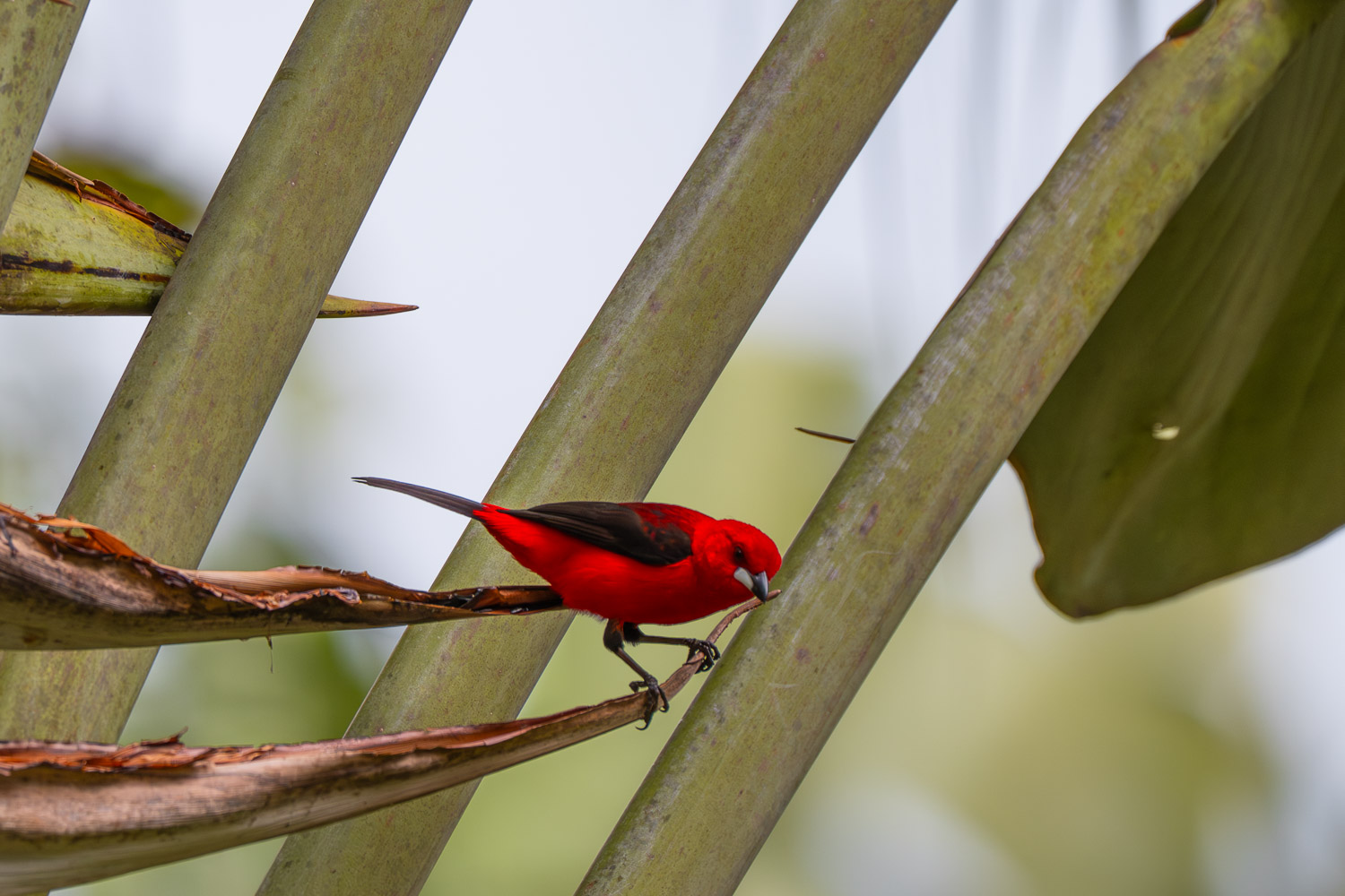 Brazilian Tanager, Paraty, Brazil, Brasil