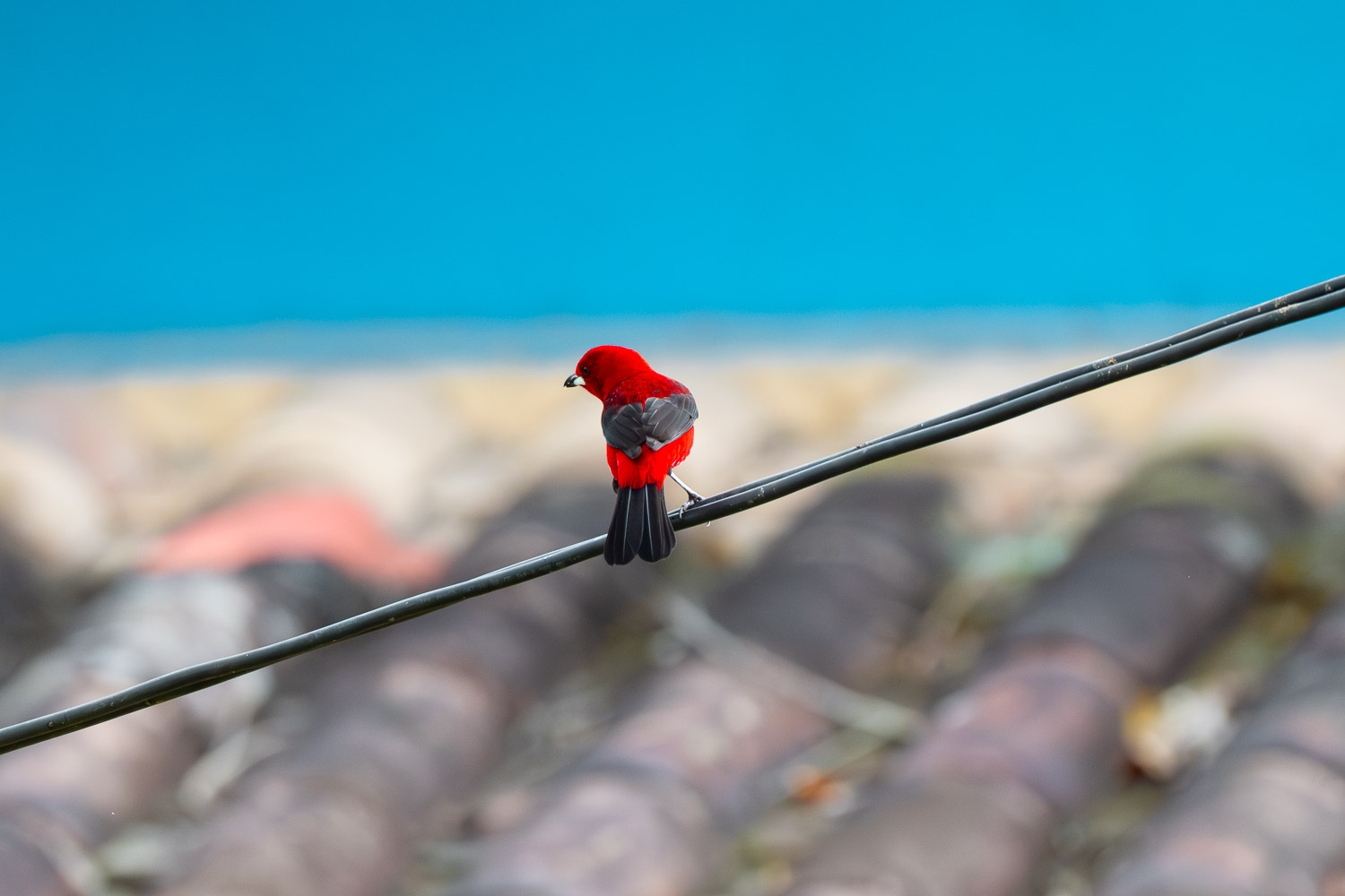 Brazilian Tanager, Paraty, Brazil, Brasil