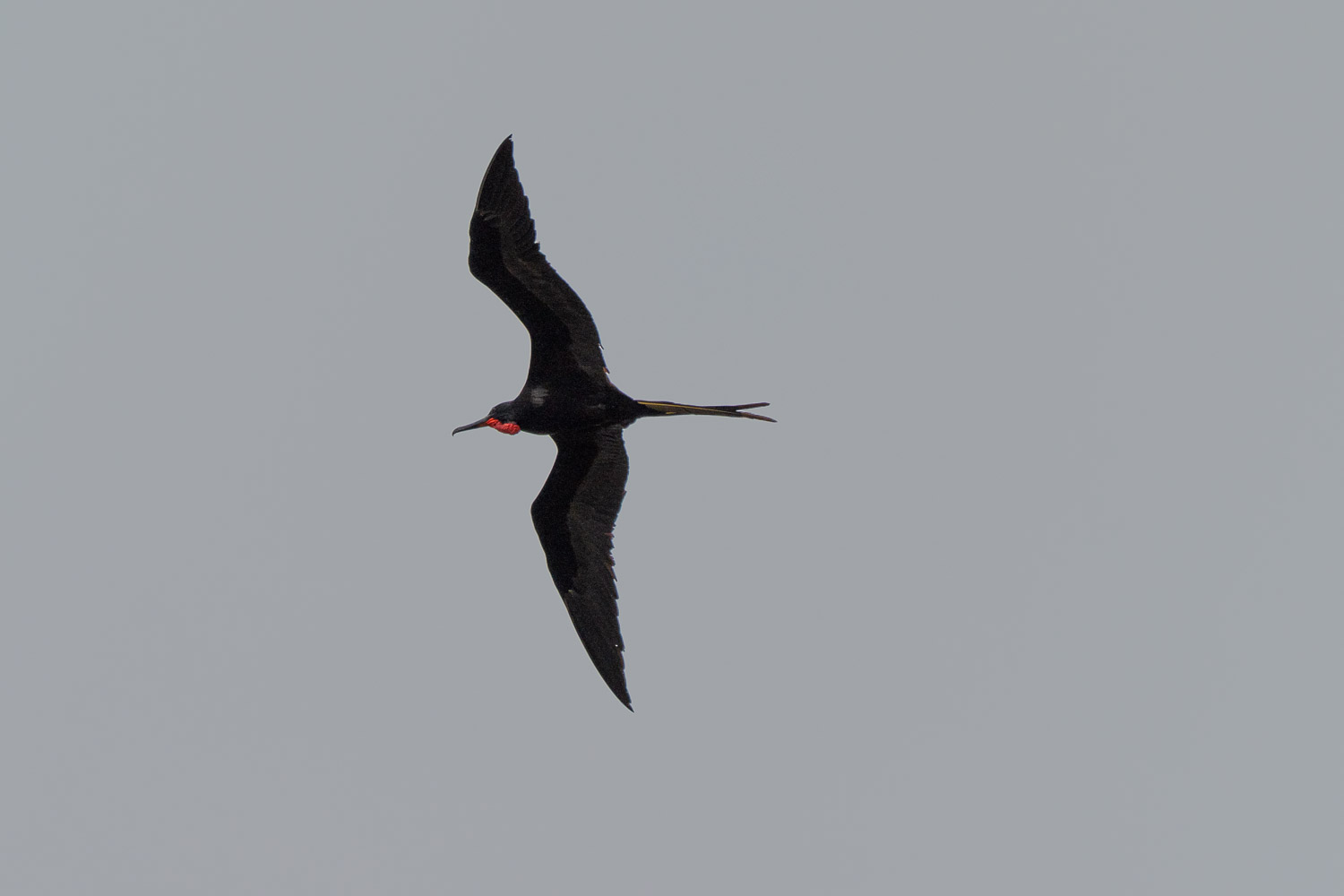 Frigatebird, Paraty, Brazil, Brasil