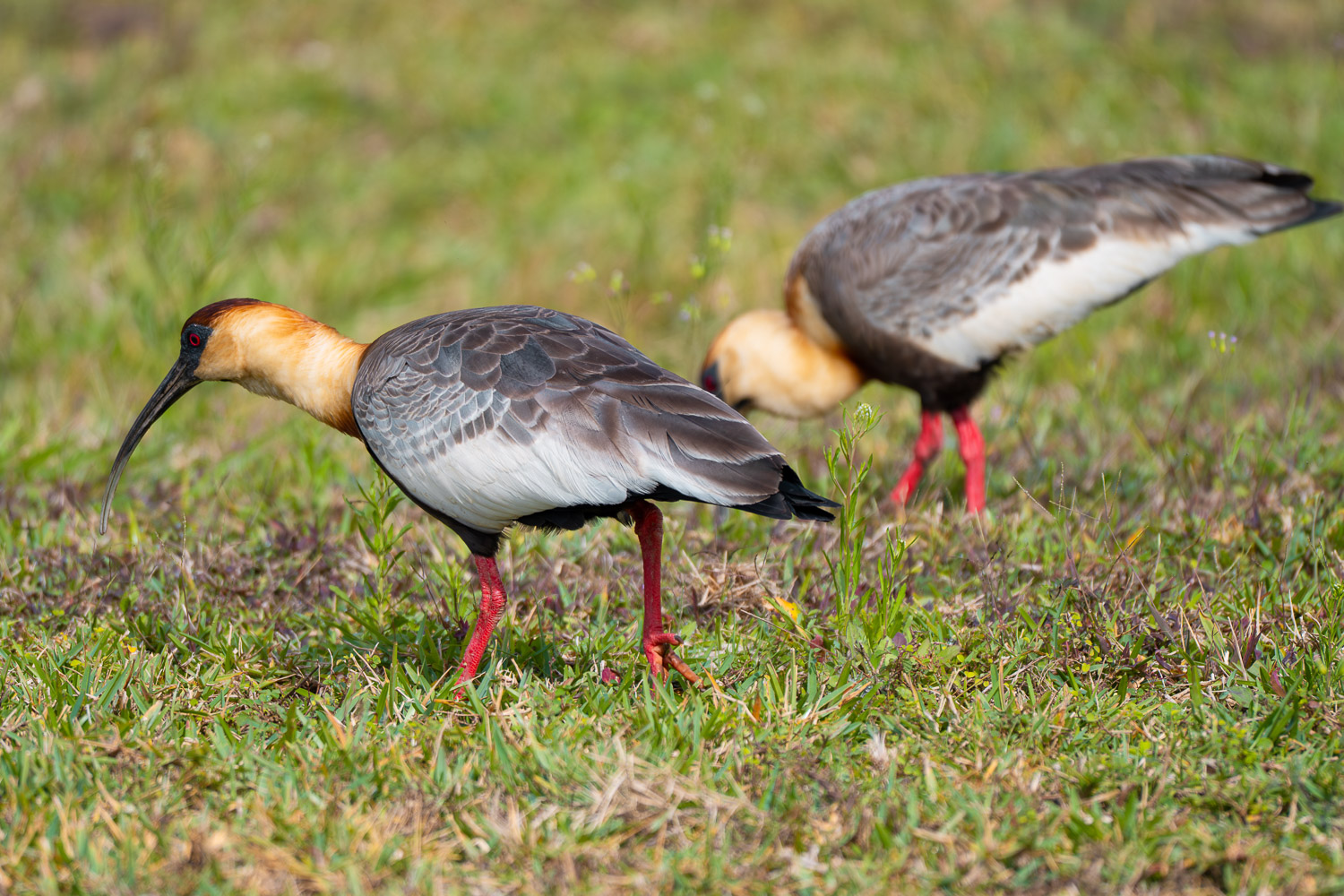 Buff-necked Ibis, Paraty, Brazil, Brasil