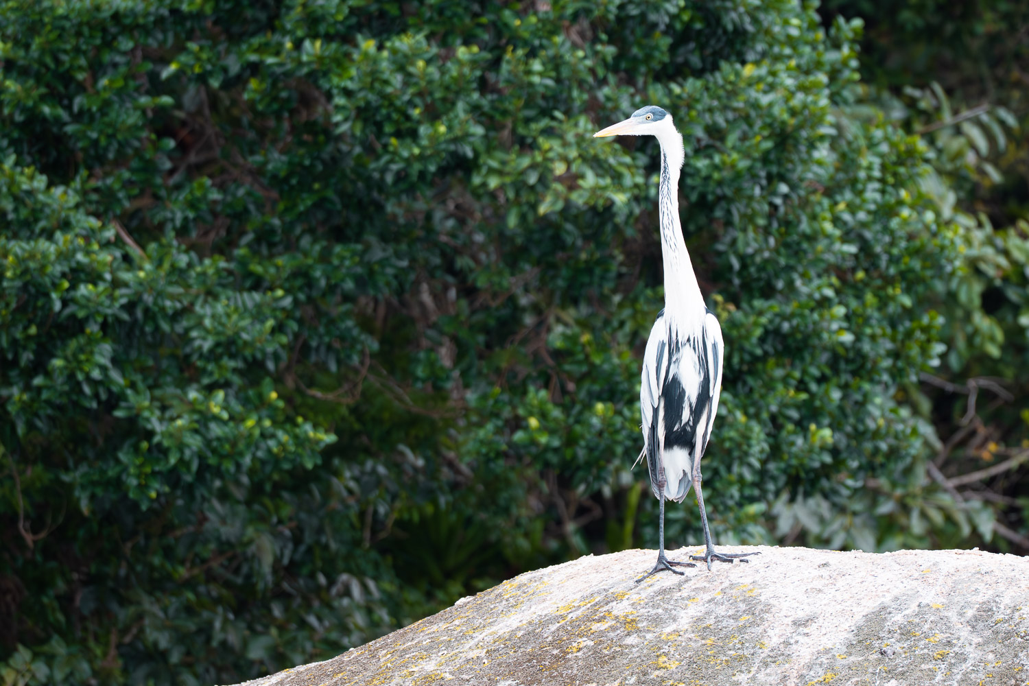 Cocoi Heron, Paraty, Brazil, Brasil