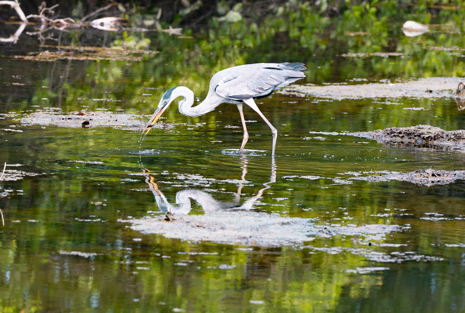Cocoi Heron, Paraty, Brazil, Brasil