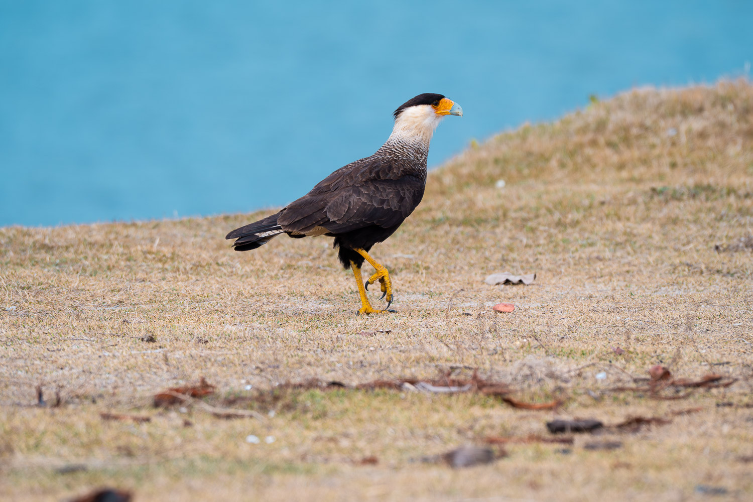 Crested Caracara, Paraty, Brazil, Brasil